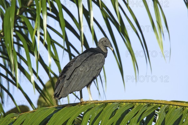 Black Vulture Coragyps atratus Gulfito, Costa Rica 6 November Adults roosting in early morning. Cathartidae