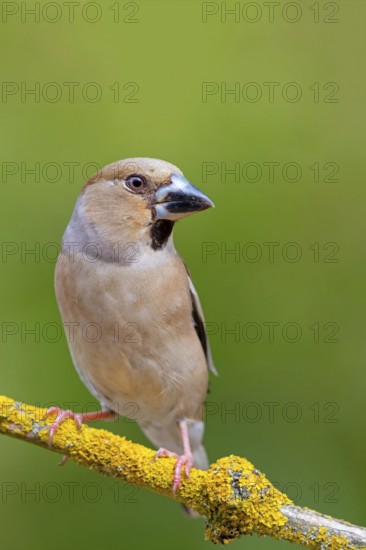 A hawfinch (Coccothraustes coccothraustes), Rhine-Palatinate district, Tiszaalp-r, Kiskuns-gi National Park, B-cs-Kiskun, Hungary