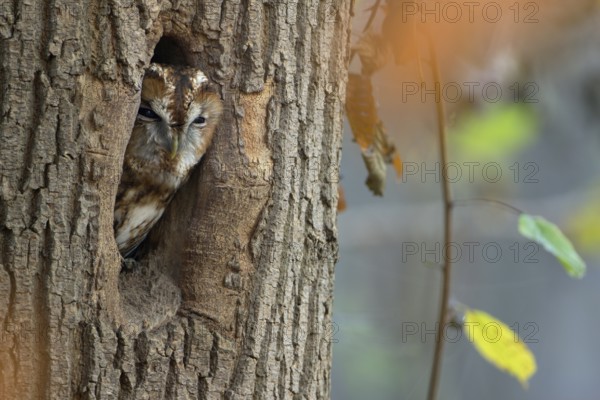 Waldkauz, lat. Strix aluco, schaut aus seinem Tageseinstand, einer alten Schwarzspechthöhle Anfang November