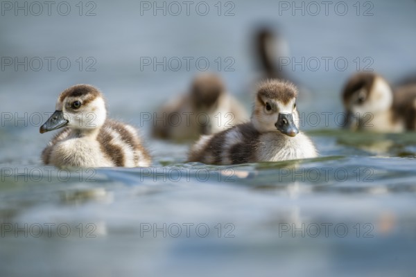 Egyptian goose (Alopochen aegyptiaca) chicks swimming on a lake, Bavaria, Germany
