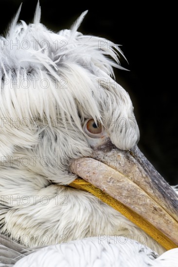 Dalmatian pelican (Pelecanus crispus), portrait, black background, captive, Schönbrunn Zoo, Vienna, Austria