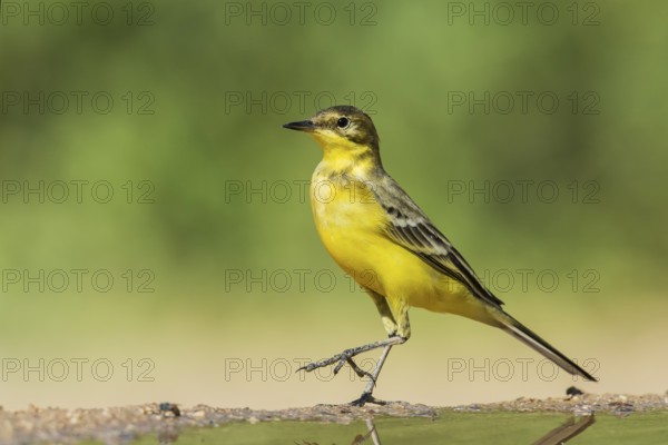 Western Yellow Wagtail (Motacilla flava), Eilat, Israel