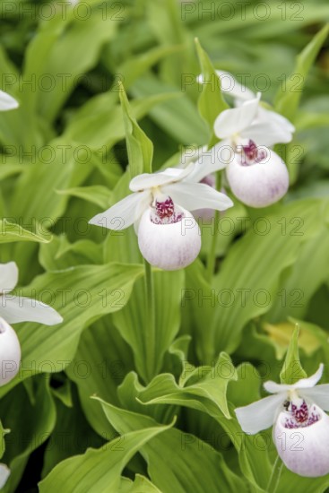 White lady's slipper (Cypripedium 'Ulla Silkens'), Botanical Garden, Gothenburg, Västra Götalands län, Sweden
