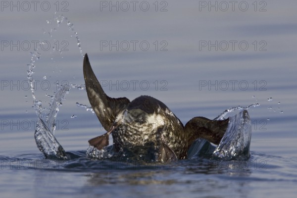 Marbled Murrelet (Brachyramphus marmoratus), British Columbia, Canada