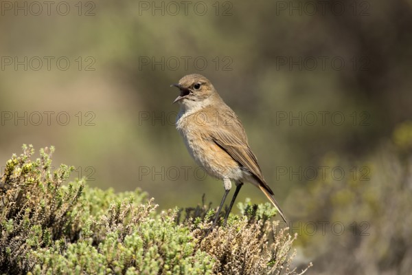 Sickle-winged Chat (Emarginata sinuata) singing from bush, Sani Pass, Lesotho