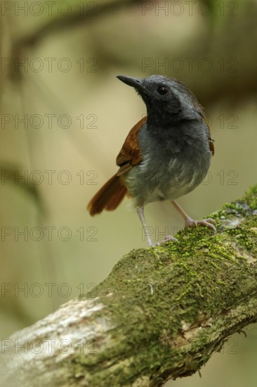 White-bellied Antbird (Myrmeciza longipes) perched on a branch in the grasslands of Guyana
