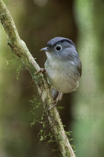 Mountain Fulvetta (Alcippe peracensis) perched on a branch, Bidoup National Park, Vietnam
