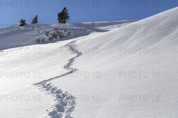 A tranquil snowy landscape featuring a trail of footprints leading up a gentle slope under a clear blue sky. Sparse trees dot the horizon, creating a peaceful winter scene