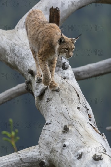 One Eurasian lynx, (Lynx lynx), walking down on a fallen tree. Frontal view with green forest in the background. Frontal view