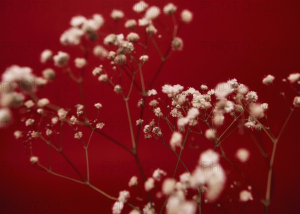 Delicate white flowers, beautifully contrast against a rich red backdrop. The image captures the elegance and simplicity of nature in a striking composition