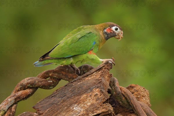 Detail of parrot head. Brown-hooded Parrot, Pionopsitta haematotis, portrait of light green parrot with brown head. Detail close-up portrait of bird from Central America. Wildlife scene from tropical nature