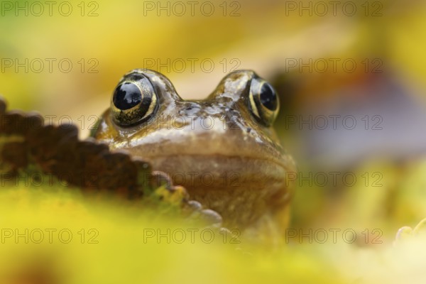 Common frog (Rana temporaria) adult amphibian amongst fallen autumn leaves in a garden, England, United Kingdom