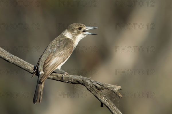 Grey Butcherbird (Cracticus torquatus) singing juvenile, Victoria, Australia
