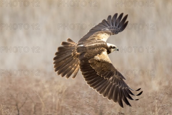 Western Marsh Harrier (Circus aeruginosus) female flying, Castile-La Mancha, Spain