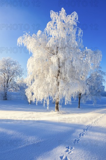 Winter landscape with hoar frost on the trees and traces of a hare in the snow on a cold winter day. Sweden