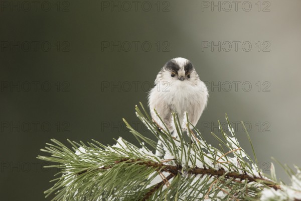 Long-tailed Tit (Aegithalos caudatus europaeus) perched on a sprucy branch, Bavaria, Germany
