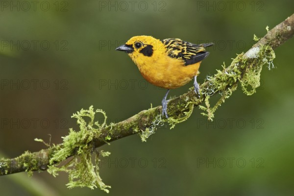 Golden Tanager (Tangara arthus) perched on a mossy branch, Ecuador