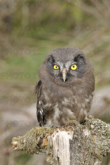 Tengmalm's owl (Aegolius funereus), young bird sitting on dead wood, animal portrait, Rothaargebirge, Rothaarsteig, North Rhine-Westphalia, Germany