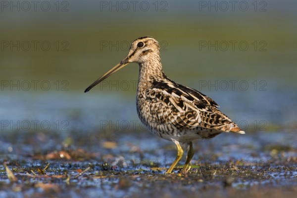 Latham's Snipe (Gallinago hardwickii) foraging, Victoria, Australia