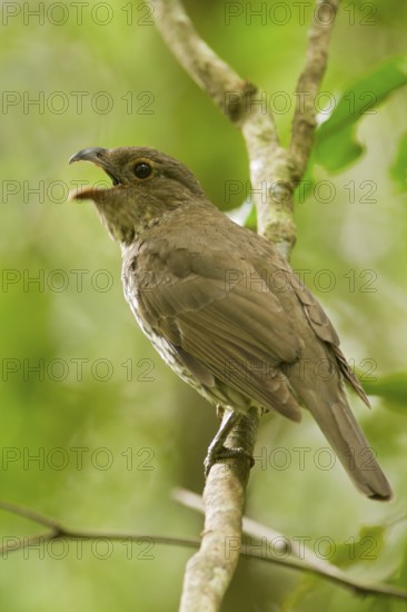 Tooth-billed Bowerbird (Scenopoeetes dentirostris) singing, Queensland, Australia