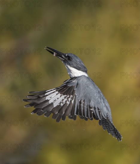 Belted Kingfisher (Megaceryle alcyon) male flying with fish prey in its beak, Florida, USA