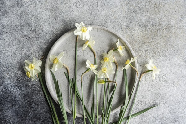 Top view of fresh white daffodils artistically arranged on a circular gray plate, set against a textured gray background. The flowers capture a serene and natural essence perfect for spring themes