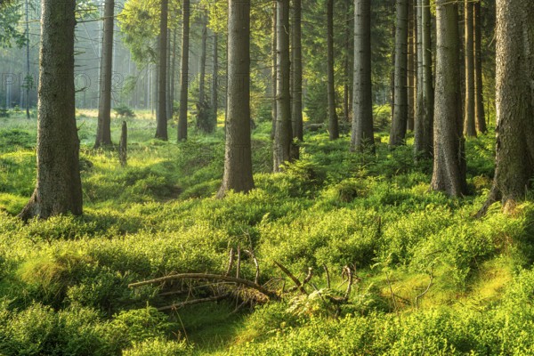 Untouched natural spruce forest in the warm light of the morning sun, blueberry bushes cover the soil, Harz National Park, Lower Saxony, Germany