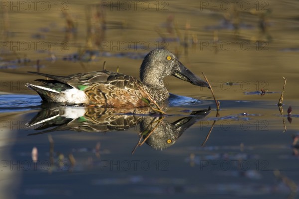 Northern Shoveler (Spatula clypeata) male, Madrid, Spain