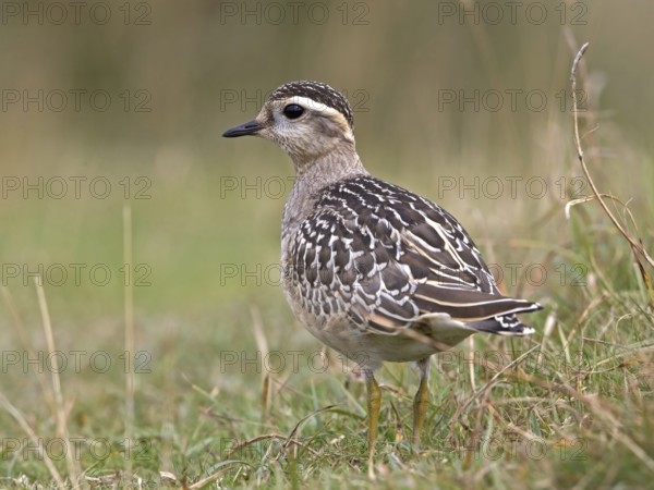 Eurasian Dotterel (Charadrius morinellus), Wales, United Kingdom