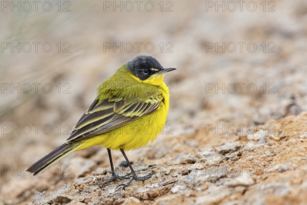 Yellow wagtail, (Motacilla flava feldegg), Motacilla feldegg, Animals, Birds, Middle East, Israel