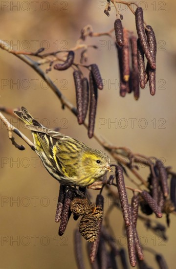 Eurasian Siskin (Spinus spinus) female perched on a branch, Baden-Wuerttemberg, Germany