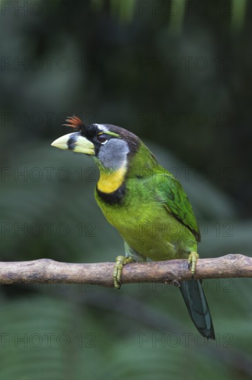 Fire-tufted Barbet (Psilopogon pyrolophus) perched on a branch, Pahang, Malaysia