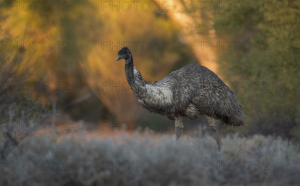 Emu (Dromaius novaehollandiae), Queensland, Australia