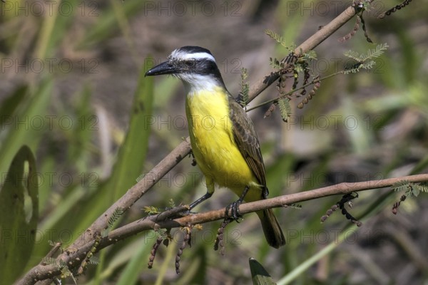 Sulphur mask tyrant, Bem-te-vi (Pitangus sulphuratus), South America, Mato Grosso, Pantanal, Brazil