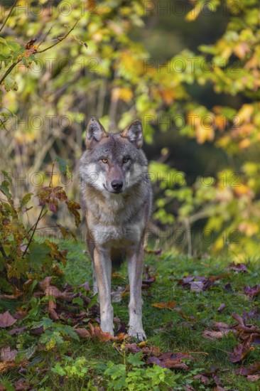 A eurasian gray wolf (Canis lupus lupus) stands on a meadow on a hill with a colourful foliage in the background