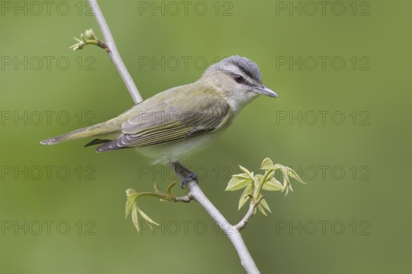 Red-eyed Vireo (Vireo olivaceus), Ohio, USA