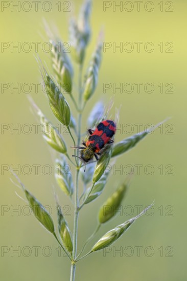 Shaggy bee beetle, (richodes alvearius), colourful beetle, beetle, bee wolf, insect, macro, Viernheimer Heide, Viernheim, Hesse, Germany