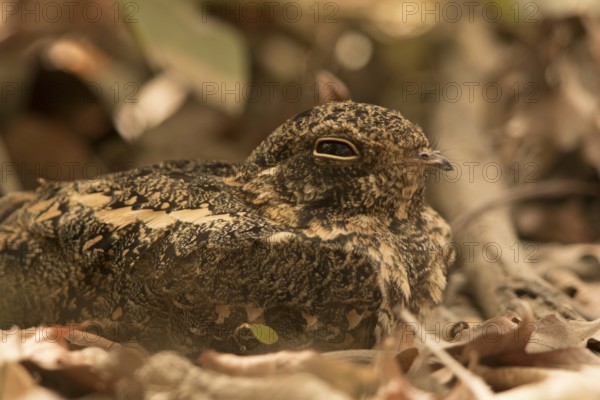 Standard-winged Nightjar (Caprimulgus longipennis) female, Gambia