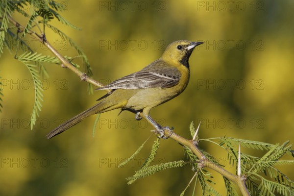 Hooded Oriole (Icterus cucullatus) male, California, USA