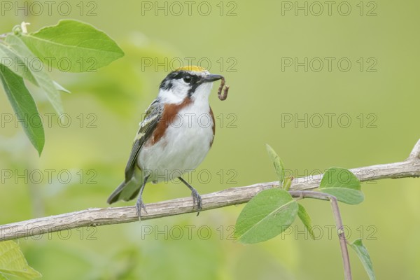 Chestnut-sided Warbler (Setophaga pensylvanica) with a caterpillar in its beak, Minnesota, USA
