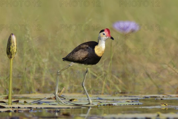 Comb-crested Jacana (Irediparra gallinacea), Queensland, Australia
