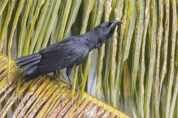 Cuban Crow (Corvus nasicus) perched on a branch in Cuba
