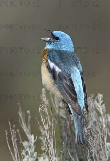 Lazuli Bunting (Passerina amoena) singing, Washington, USA