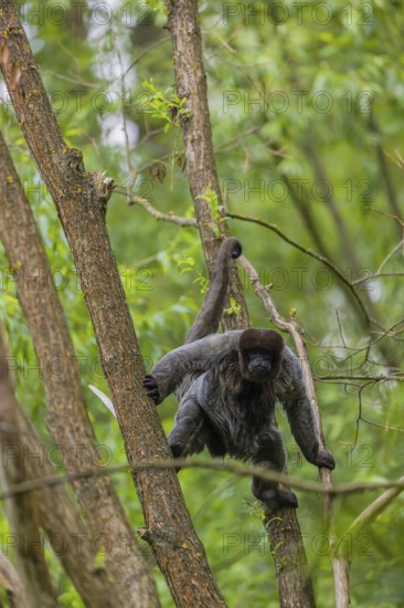 A common woolly monkey, brown woolly monkey, or Humboldt's woolly monkey (Lagothrix lagothricha) climbs in a tree