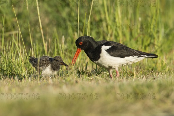 Eurasian Oystercatcher (Haematopus ostralegus) feeding chick, Schleswig-Holstein, Germany