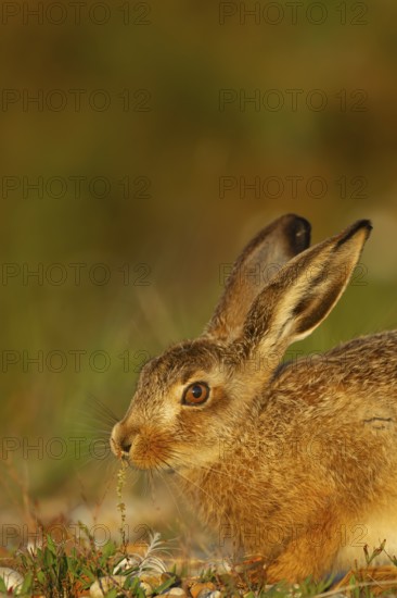 European brown hare (Lepus europaeus) juvenile baby leveret animal feeding in grassland in the summer, England, United Kingdom