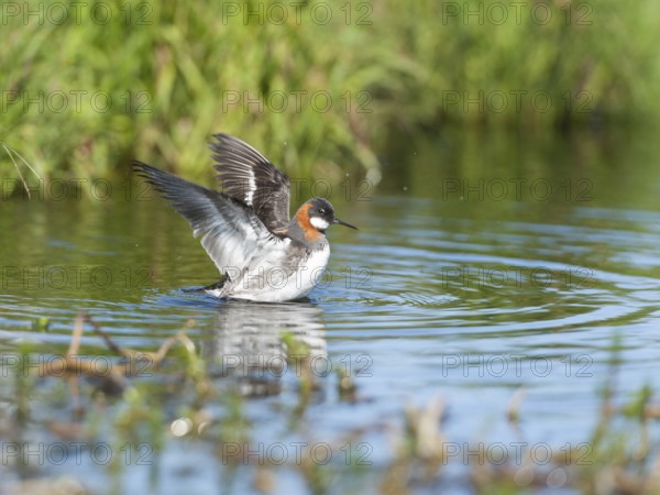 Red-necked Phalarope (Phalaropus lobatus) female bathing, Iceland