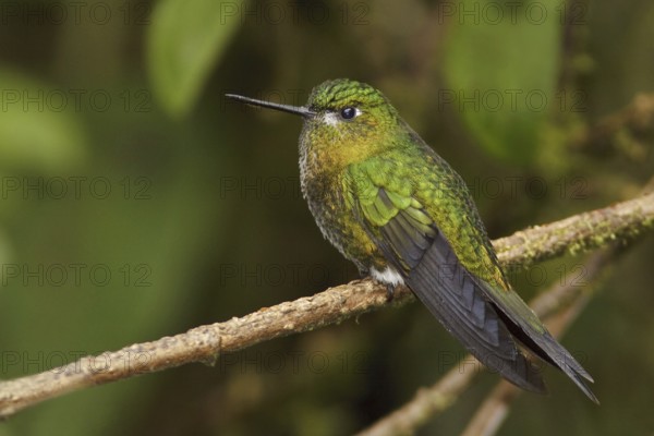 Golden-breasted Puffleg (Eriocnemis mosquera), Ecuador