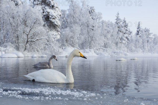 Whooper Swan (Cygnus cygnus), Finland