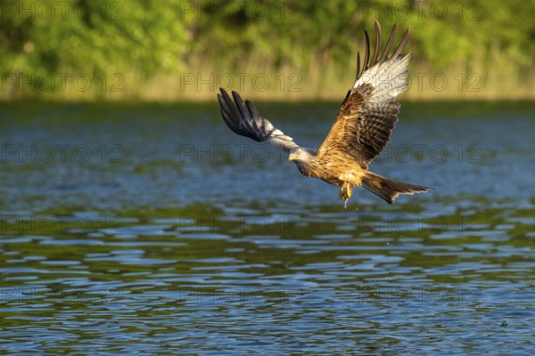 Red kite (Milvus milvus) in flight, Feldberger Seenlandschaft, Mecklenburg-Western Pomerania, Germany